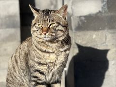-万松老人塔