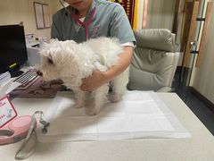 -宠爱国际动物医院· 猫科· 外科·中兽医(长白店)