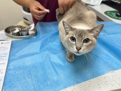 -芭比堂动物医院·CT·微创中心(新顺分院)