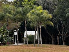 -银湖山郊野公园-相思林