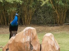 -深圳野生动物园
