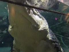 -迪拜水族馆及水下动物园