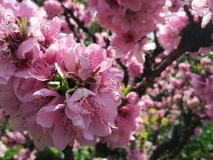 -南汇桃花村