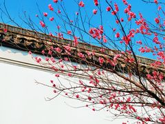 -八大山人梅湖景区