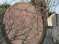 -石家庄市植物园