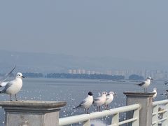 -海埂大坝