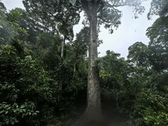 -海南热带雨林国家公园吊罗山景区