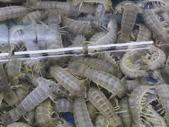 -明记海鲜大排档(巽寮湾店)