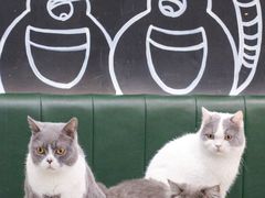 -安格丽娜·狗咖·猫咖羊驼咖(春熙路百盛商场店)