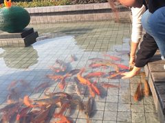 -千岛湖品鱼馆(钓鱼岛店)