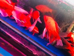-宝鸡东道花鸟鱼虫市场(吉利花园商场店)