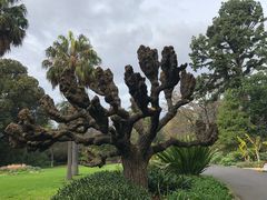 -墨尔本皇家植物园