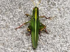 -冶父山国家森林公园