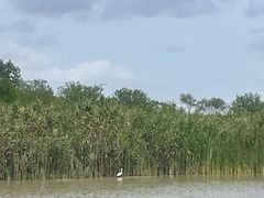 -盐城丹顶鹤湿地生态旅游区