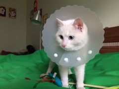 纳吉亚动物诊所-纳吉亚猫专科动物诊疗中心(蒋宅口分院)