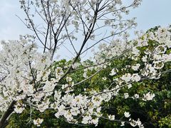 -顾村公园