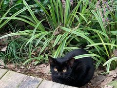 -合肥滨湖国家森林公园