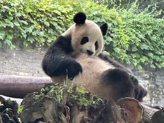 -都江堰中华大熊猫苑