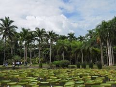 -西双版纳原始森林公园