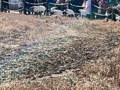 -盐城丹顶鹤湿地生态旅游区