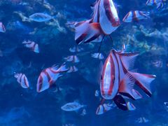 -海合安成都极地海洋公园