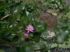 -深圳仙湖植物园