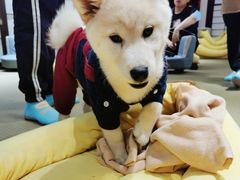 -逗柴咖啡屋·狗咖猫咖宠物桌游