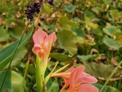 -三圣花乡旅游区