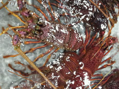 android_upload_pic-渔傅·蓝海岸霞浦海鲜(正祥店)