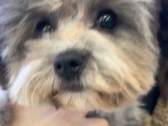 -翊宠yipet猫狗购宠庄园犬舍•猫舍