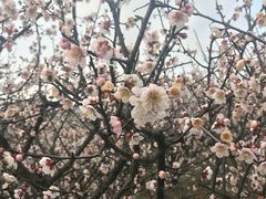 -南京市溧水区傅家边梅花山弄山庄