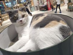 -藏猫猫咖啡主题馆(中央大道店)