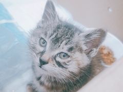 -纳吉亚猫专科动物诊疗中心(蒋宅口分院)