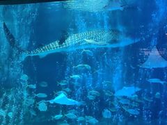 -烟台海昌鲸鲨海洋公园