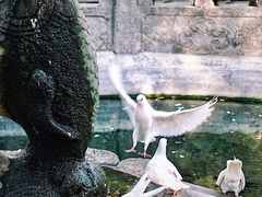 -西安大兴善寺