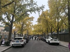 -三里屯东五街银杏大道