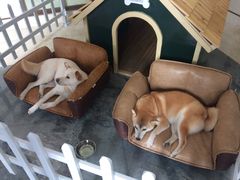 -上海崇明金茂凯悦酒店