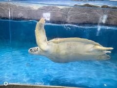-芜湖新华联大白鲸海洋公园