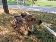 -北京鹿世界主题园