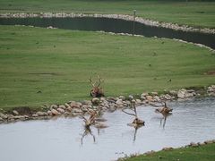 -北京麋鹿生态实验中心