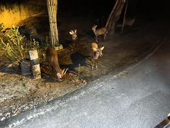 -清迈夜间动物园