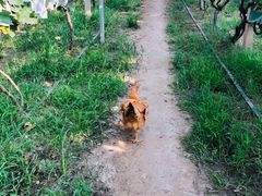 -马陆小张葡萄园农家乐