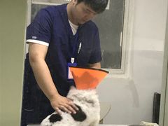 -伟伟宠物医院·CT影像中心·瑞派犬猫综合性门诊(汉口总院)