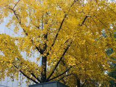 -苏氏牛肉面(丰北桥店)