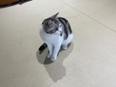 -藏猫猫咖啡主题馆(中央大道店)
