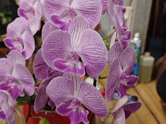 -双季花艺园艺市场(浦东店)