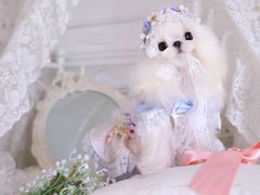 -萌宠之家·腊肠犬·马尔泰·小体犬舍