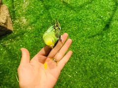 -绿色星球动物主题公园