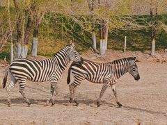 -北京野生动物园