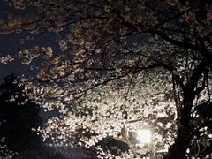 -武汉大学-樱园